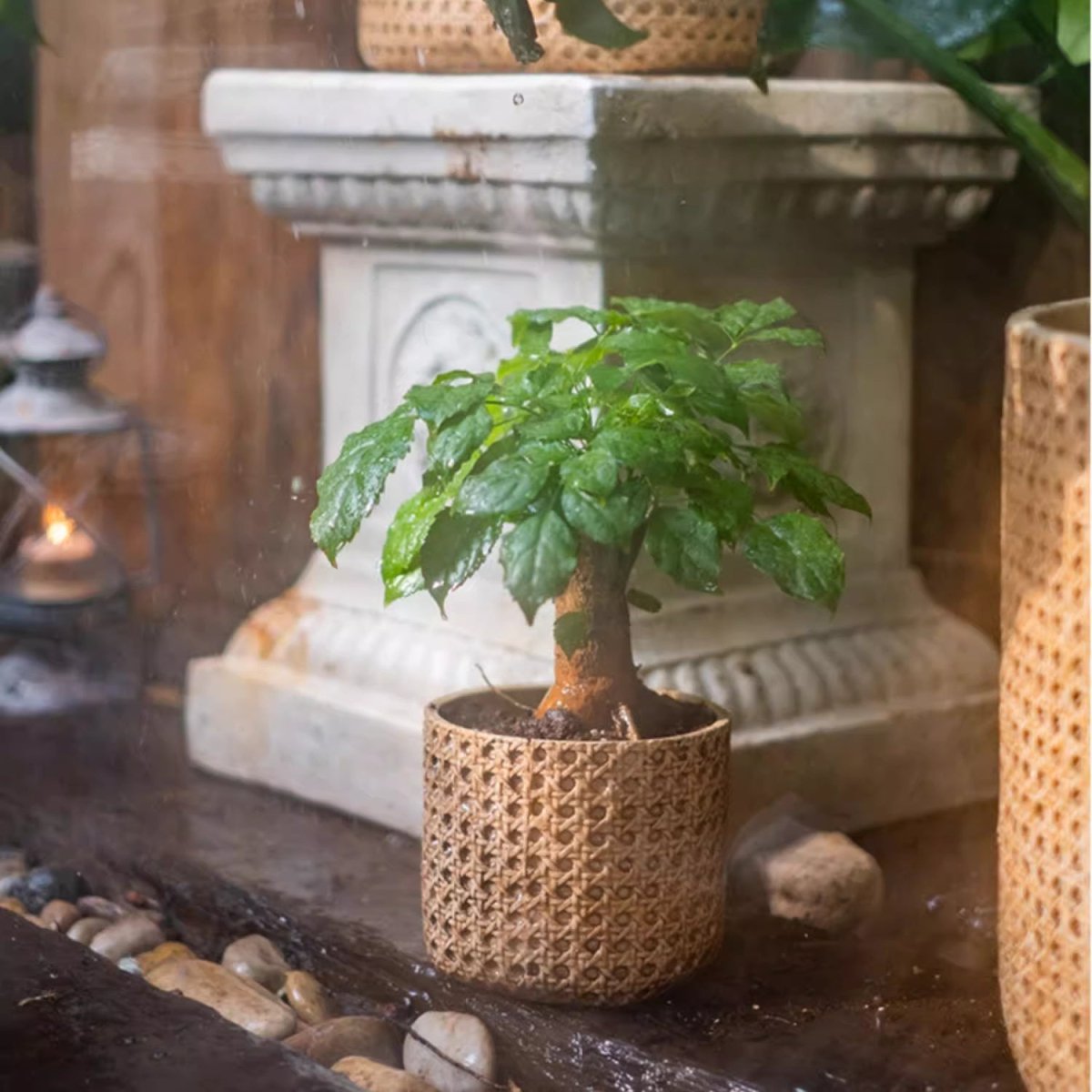 Potted plant in a woven pot on a stone surface with a decorative background