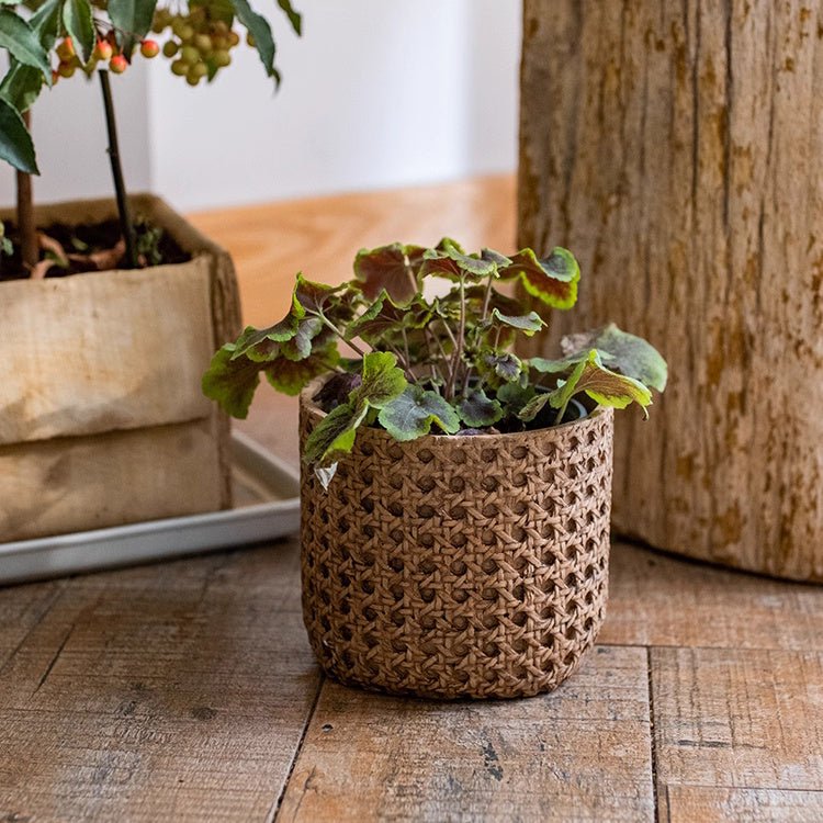 Woven plant pot with green plant on a wooden surface