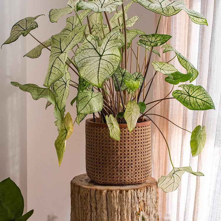 Potted plant on a wooden stump with a neutral background