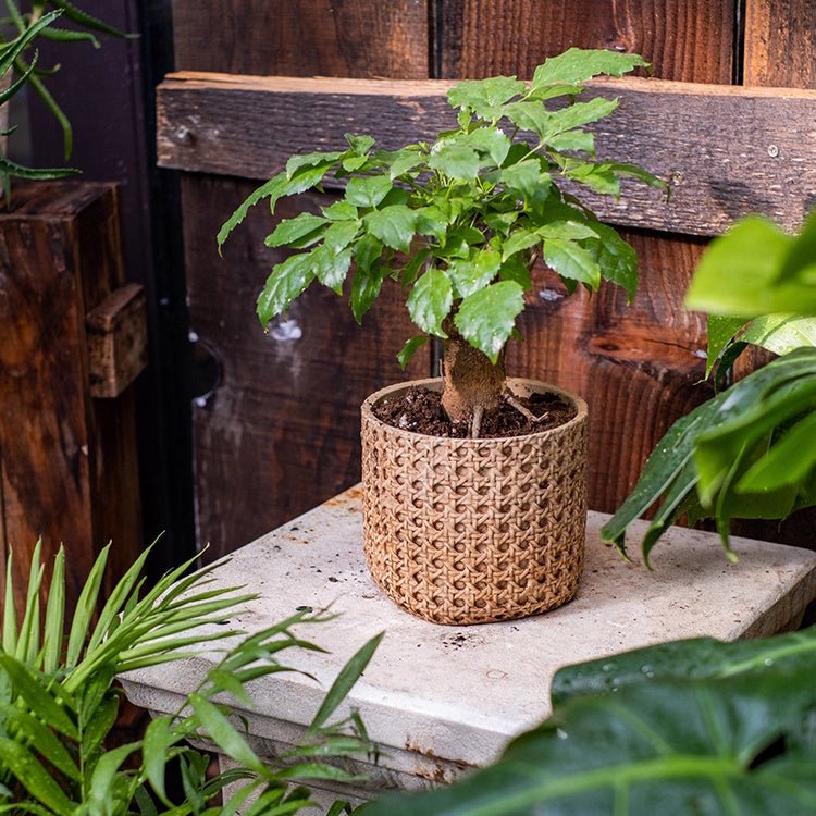 Potted plant in a woven pot on a stone surface with wooden background