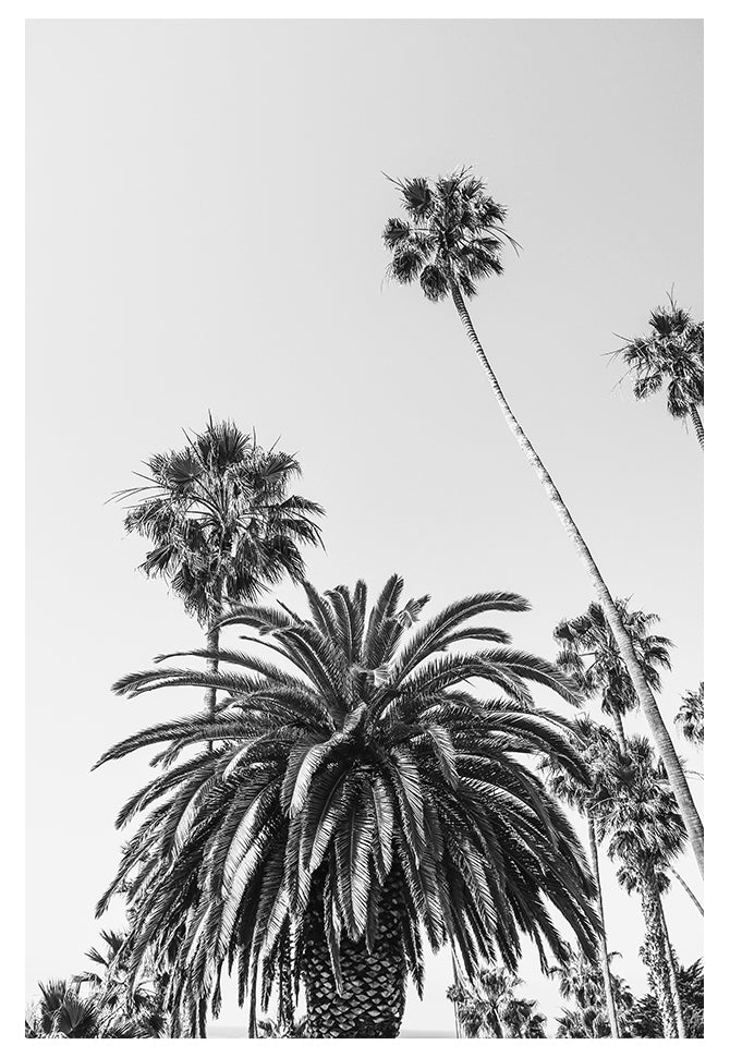 Modern Fine Art Photograph - California Palms #2