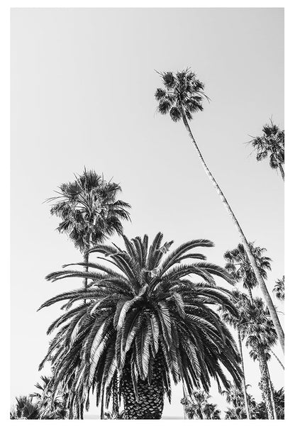 Modern Fine Art Photograph - California Palms #2