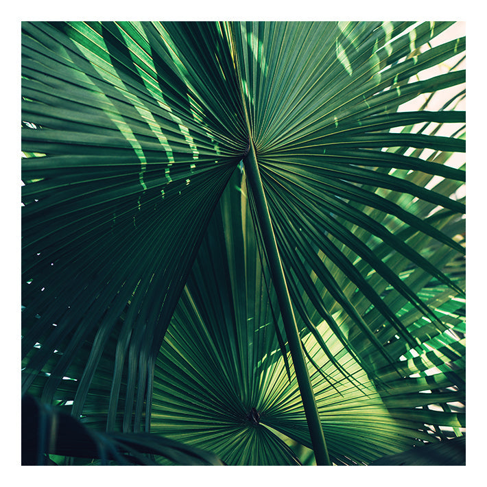 Modern Fine Art Photograph - Everything Was Green #1