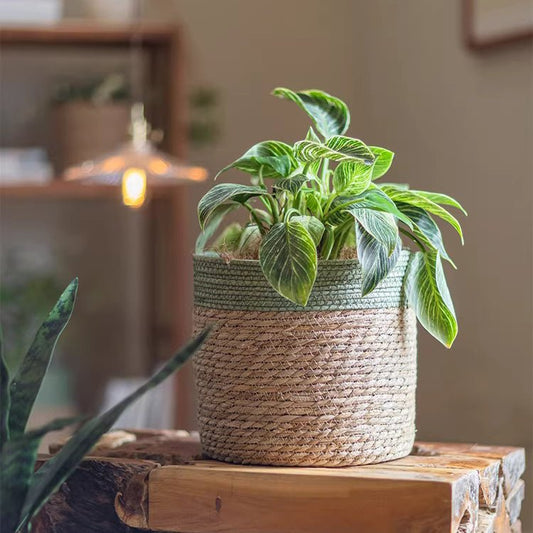 Potted plant in a woven basket on a wooden surface with a blurred background